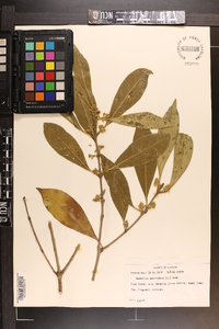 Osmanthus americanus image