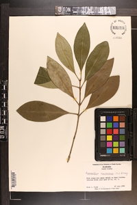 Osmanthus americana image