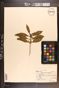 Osmanthus americana image