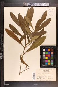 Osmanthus americanus image