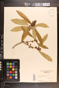 Osmanthus americanus image