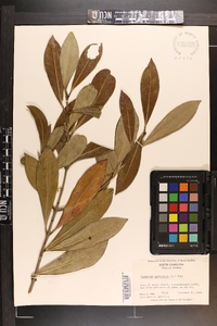 Osmanthus americanus image