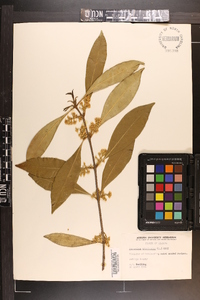 Osmanthus americanus image