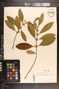 Osmanthus americana image