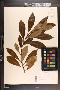 Osmanthus americanus image