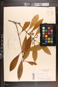 Osmanthus americanus image