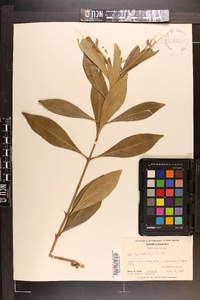 Osmanthus americanus image