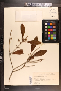 Osmanthus americanus image