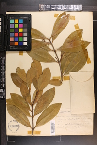 Osmanthus americanus image