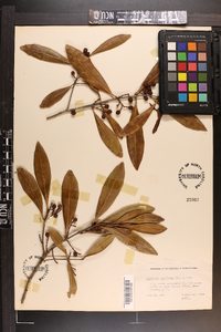 Osmanthus americana image