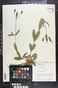 Verbena rigida image