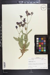 Verbena rigida image