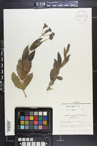 Verbena rigida image