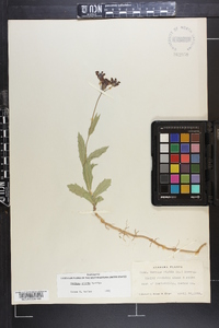 Verbena rigida image