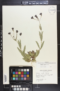 Verbena rigida image