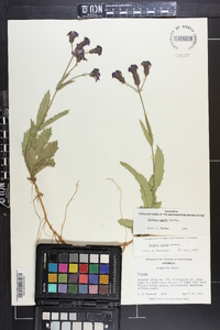 Verbena rigida image