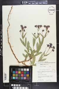 Verbena rigida image