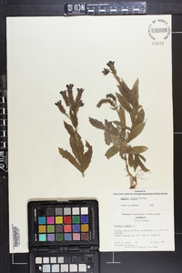 Verbena rigida image