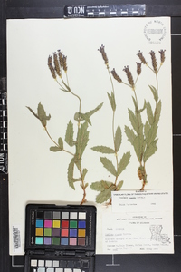 Verbena rigida image