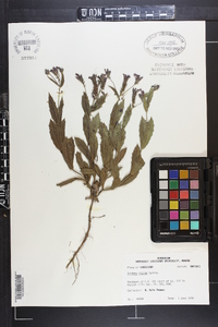 Verbena rigida image