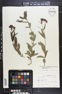 Verbena rigida image