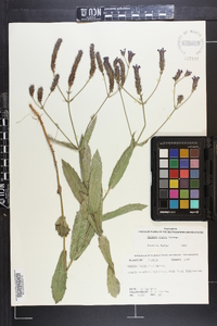 Verbena rigida image