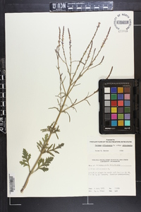 Verbena officinalis image