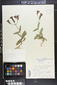 Verbena rigida image