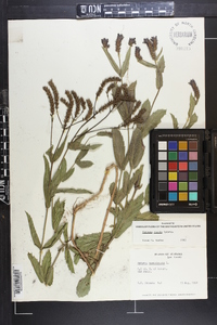 Verbena rigida image