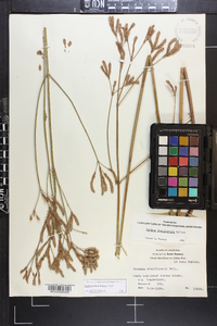 Verbena brasiliensis image