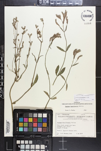 Verbena brasiliensis image
