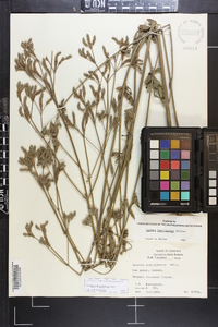 Verbena brasiliensis image