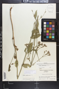 Verbena brasiliensis image