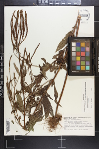 Verbena hastata image