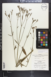 Verbena brasiliensis image