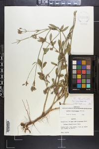 Verbena brasiliensis image