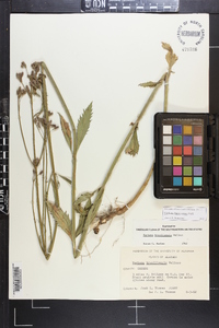 Verbena brasiliensis image