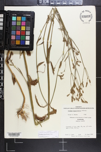 Verbena brasiliensis image