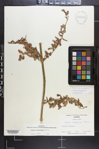 Verbena brasiliensis image