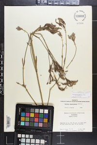 Verbena brasiliensis image