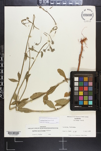 Verbena brasiliensis image