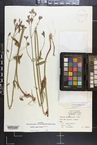 Verbena brasiliensis image