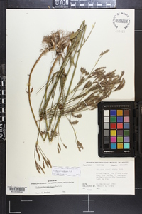 Verbena brasiliensis image