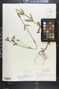 Verbena brasiliensis image