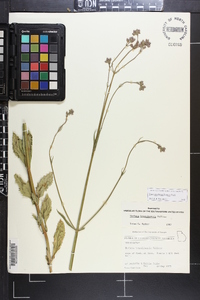 Verbena brasiliensis image