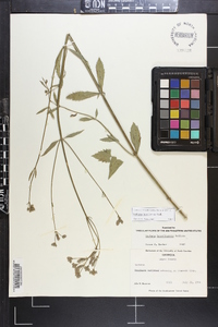 Verbena brasiliensis image