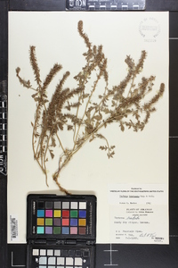 Verbena bracteata image