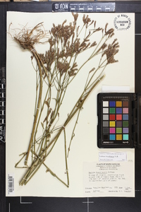 Verbena brasiliensis image