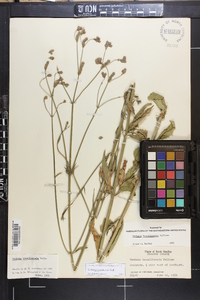 Verbena brasiliensis image