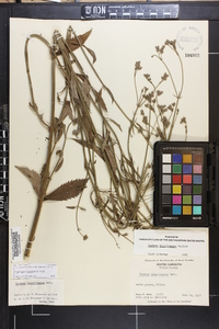 Verbena brasiliensis image